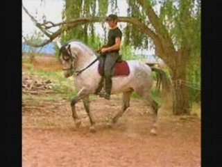 montage de chevaux