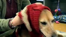 Rescue Dog Tries on First Winter Sweater 🧥 Struts Proudly 🐾