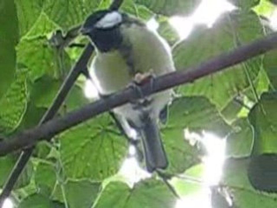 Mésange charbonnière qui mange un bout
