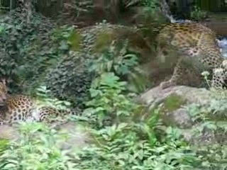 Zoo Doué la Fontaine : léopards