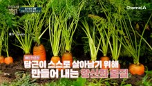 심 & 뇌혈관 질환의 위험 요소를 막는다?! 당근의 엄청난 힘