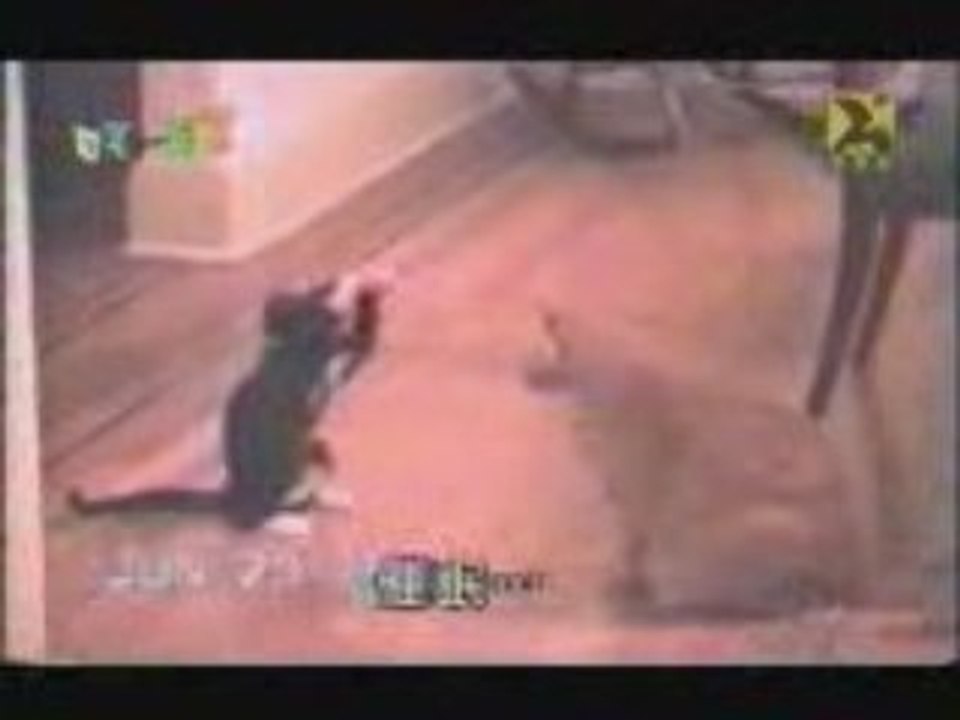 Cat boxing