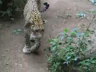 Zoo Doué la Fontaine : léopard tourne en rond