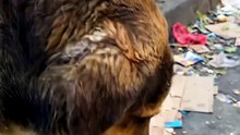 Stray Dog Shares His Only Meal with a Smaller Stray — Pure Kindness 🍖🐾