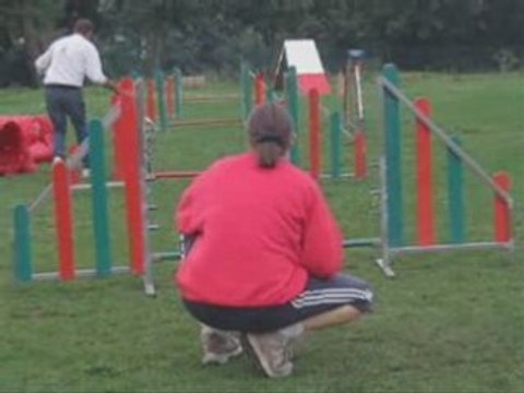 Cours d'agility chien débutant .