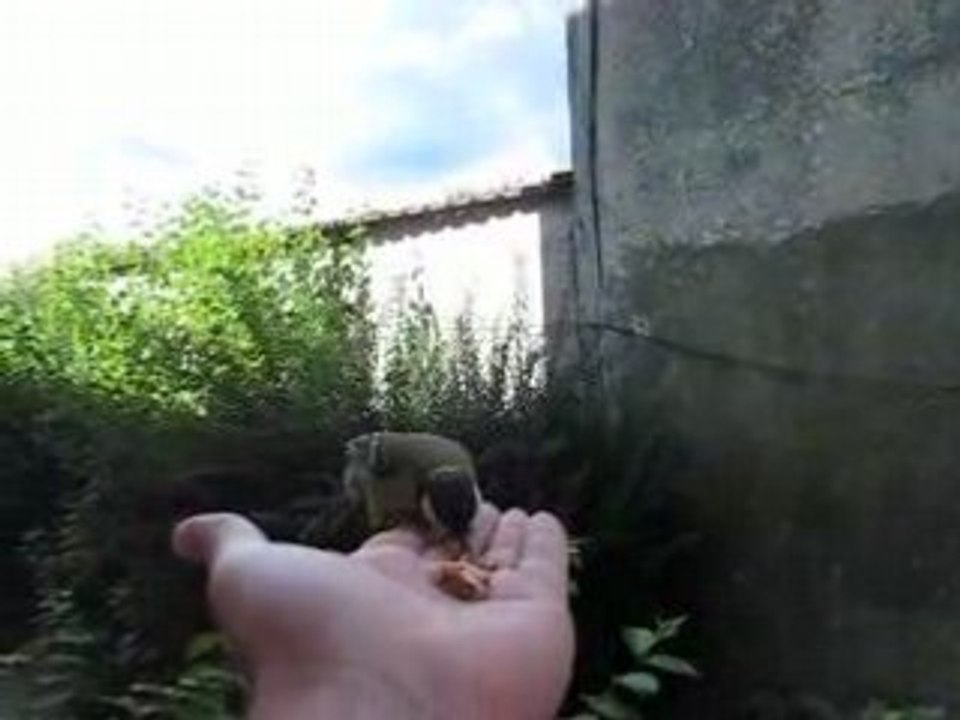 Mésange qui vient dans ma main