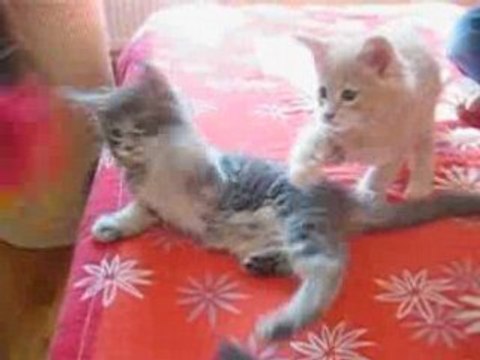 Les chatons et le plumeau, 8 semaines