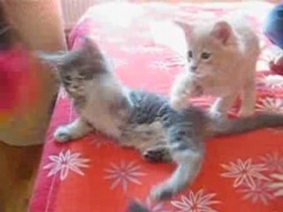 Les chatons et le plumeau, 8 semaines