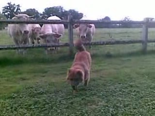 Drakkar et les vaches