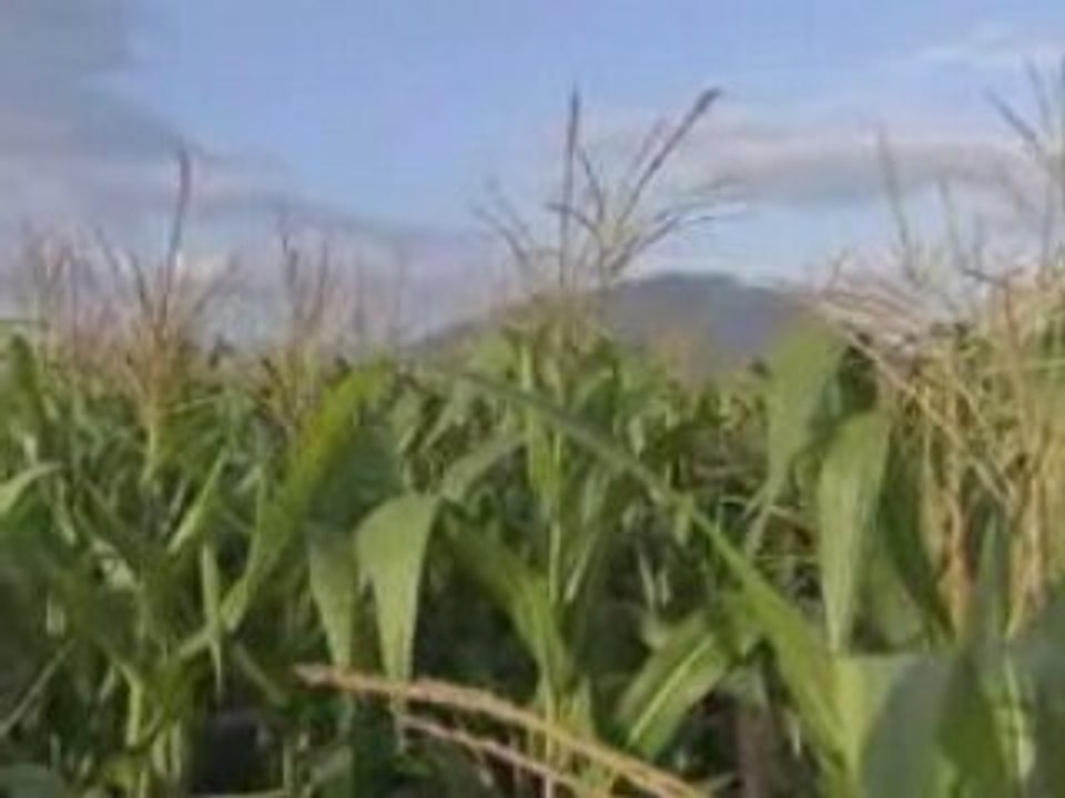 Jerry Due Discusses Genetically Modified Organisms