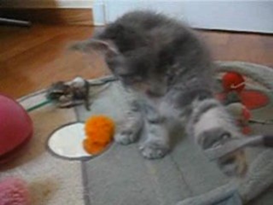 Diablo, chaton Maine Coon, 10 semaines