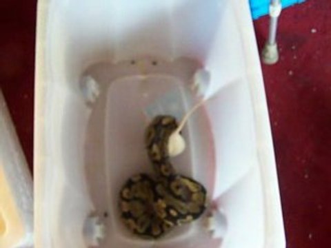 python regius vs rat