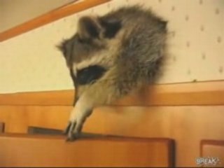 Raccoon Wreaks Havoc on Kitchen