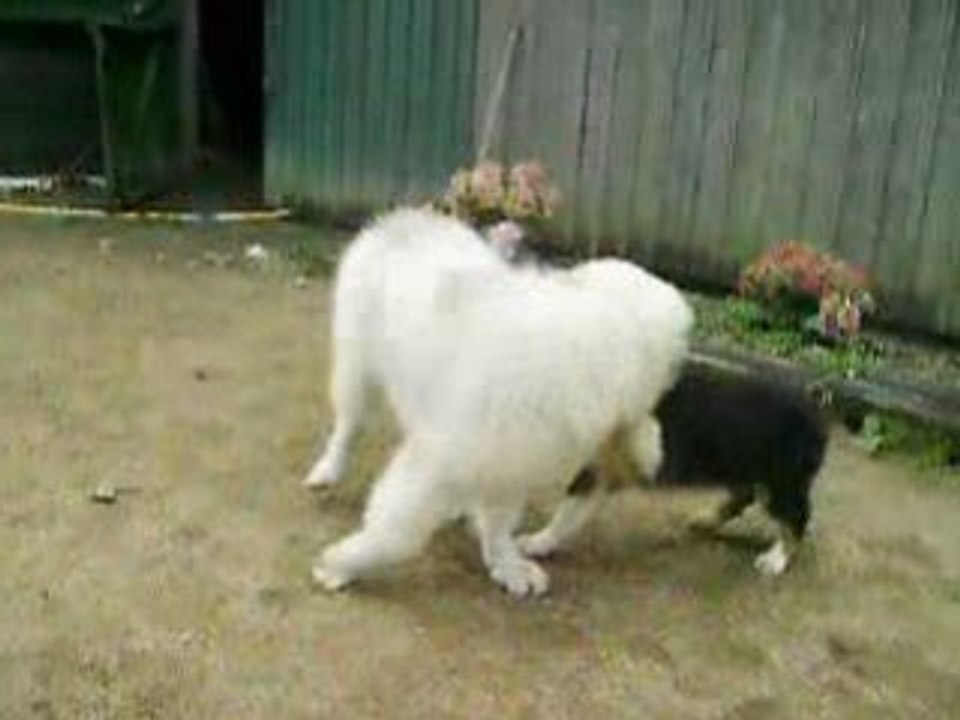 Djuk et Dolly