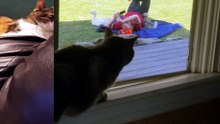 Elsie finds sleep elusive, while Cory decidedly does not. | #SparklegleamFarm #Cory #Elsie #farm #LadyChunkerella #cat #catlovers #cute