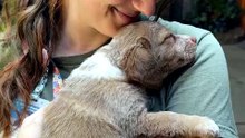 Carried Like a Baby — Sleepy Rescue Puppy Refuses to Wake 😴🐾