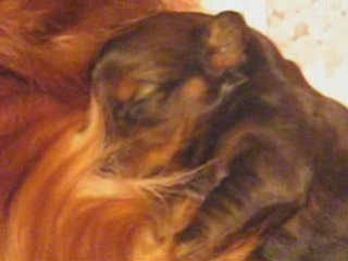 Tanat et sa fille 8 jours