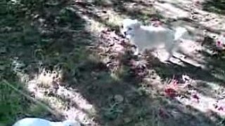 Cat vs dog figth gato contra perro