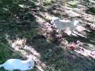 Cat vs dog figth gato contra perro