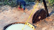Hen traps