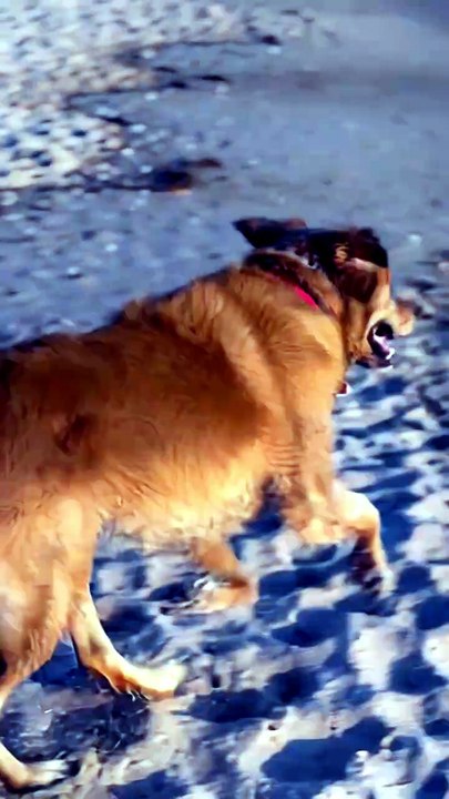 🐶 Rescue Dog's First Beach Day — Chasing Waves With Pure Joy 🐾 - video ...