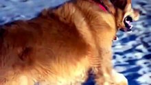 🐶 Rescue Dog's First Beach Day — Chasing Waves With Pure Joy 🐾