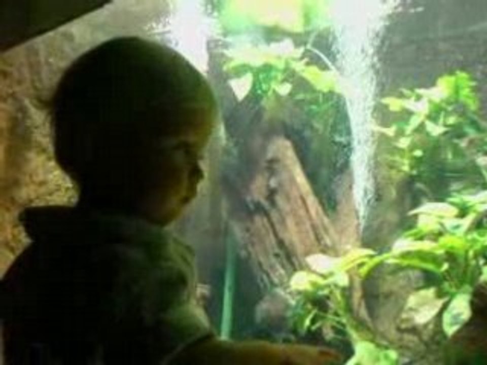 Aquarium 2