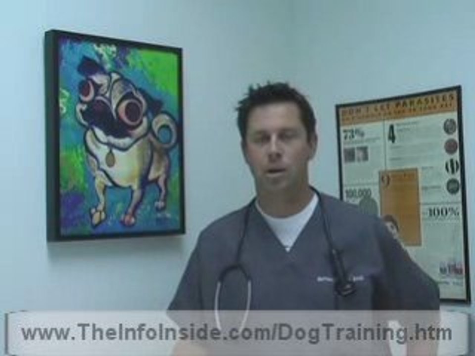 Crate Training a Dog