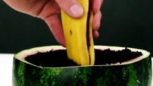 Stop throwing away your food scraps! From growing an instant lemon tree in an eggshell to rooting avocados perfectly, these backyard hacks will change how you garden. Wait until you see what happens to the tomato slices...
