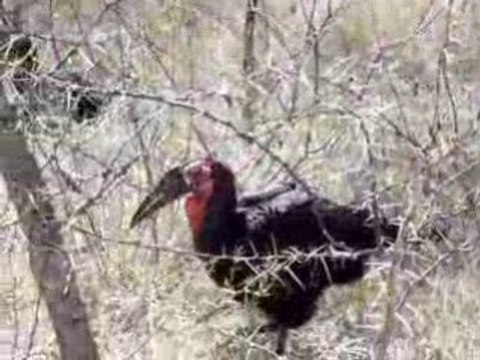 Les Dindons de la Savane