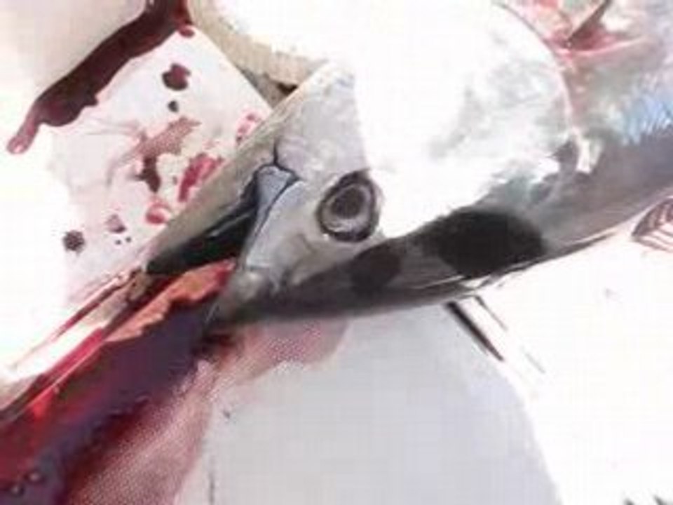 MOV02213