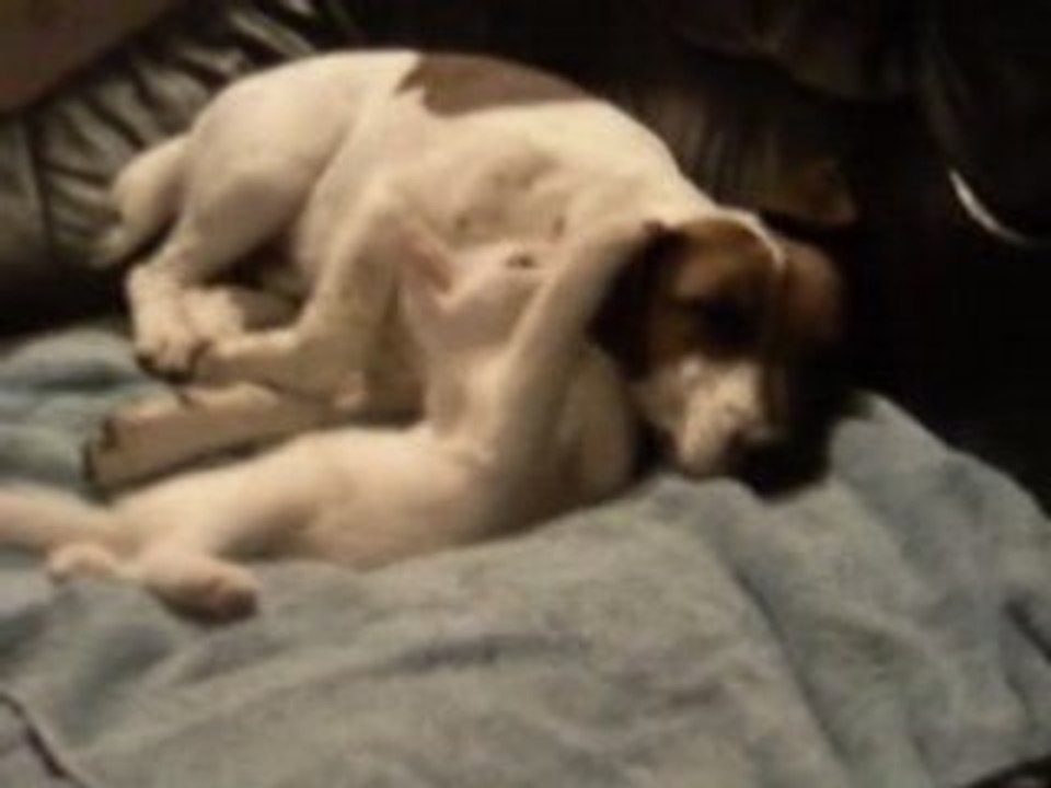 Chat Vs Chien