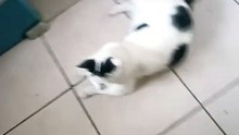 los gatos anda merodeando y descansando despues de comer croquetas para felinos peludos #shorts