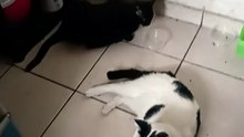 El #gato pernancan bien agusto #michi #animal #mascota #shorts #peludo #amigo #fauna #felino