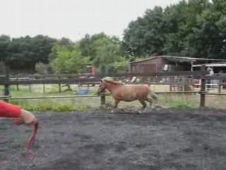 Séance en liberté pour palmyre