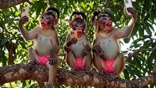_monyetlucu _monyettiktok _videolucu _4upage