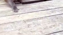 Hilarious Funny Shocked Monkey Face Sprints Toward Camera With Exaggerated Jaw Drop Expression