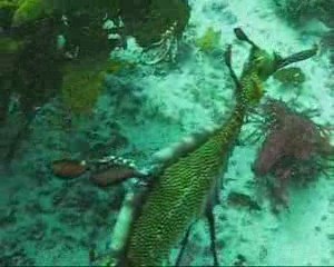 shore dives at Shelly Beach, Manly, Australia