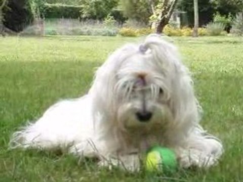 Cookie Normandie Août 2008 vidéo 1