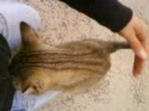 Video eclipse seance calin