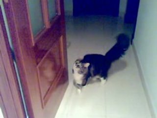 Elfa cazando moscass