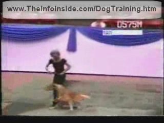 Rescue Dog Training