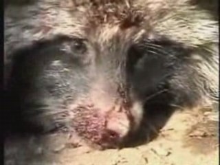 La cruauté de l'Homme sur l'animal