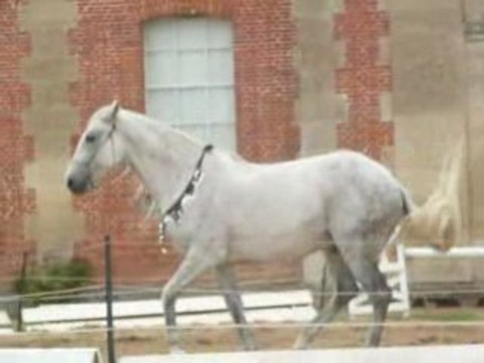 Haras du Pin 2