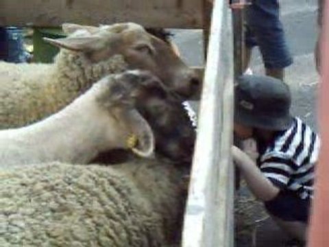 Marché public du XVIII ème siècle 4 (Moutons)