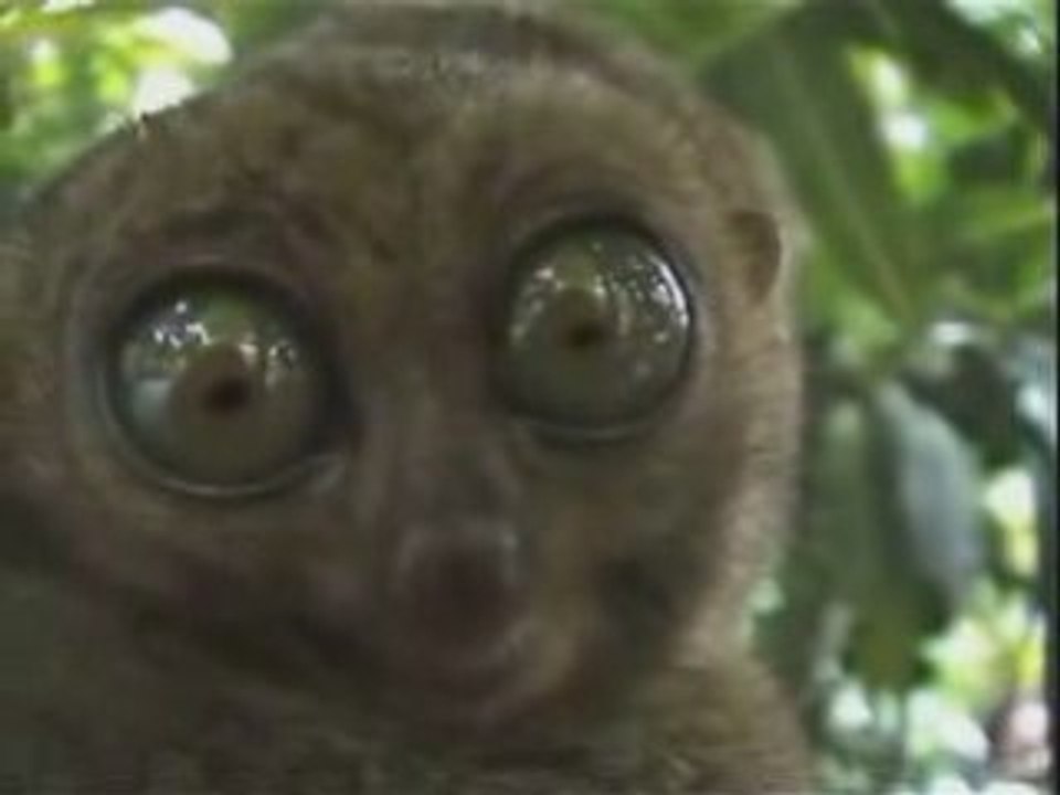Insolite - Il vous observent