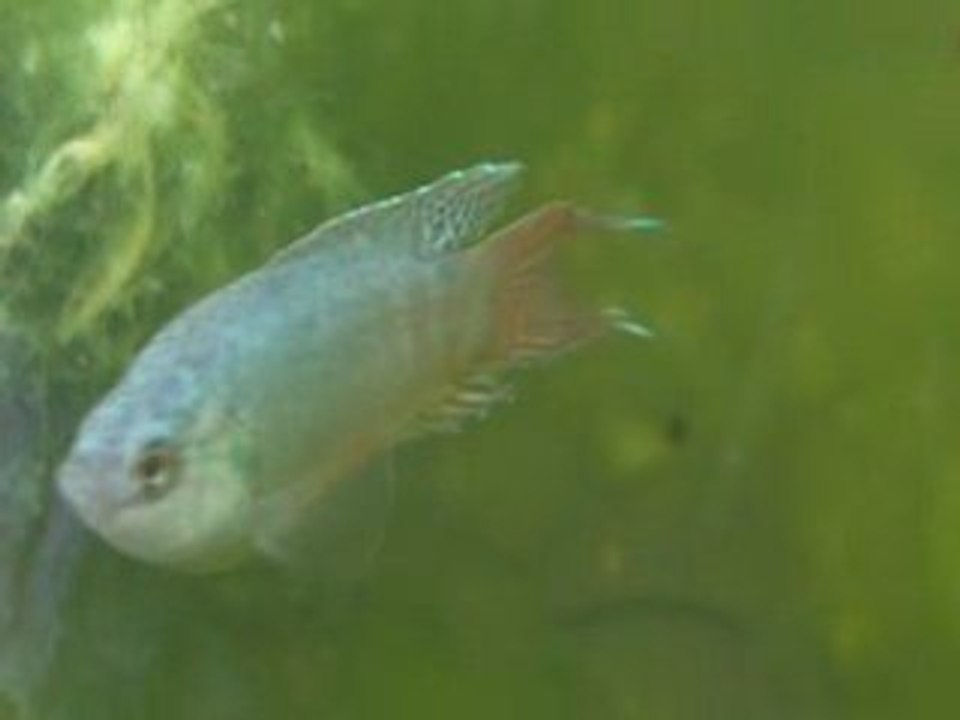 Macropode,tanichthys et guppy sauvage 2