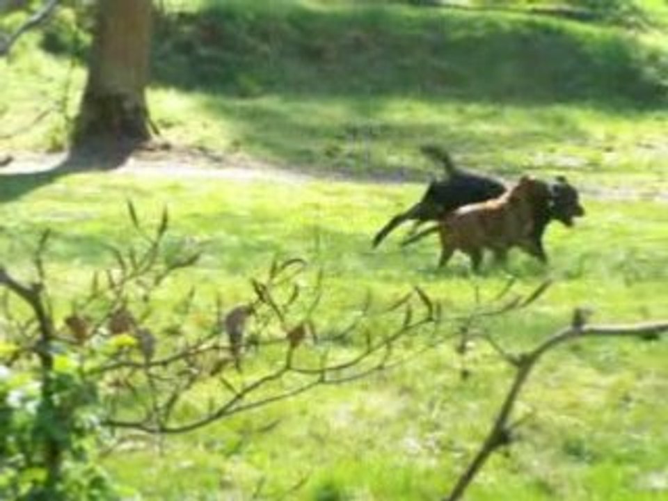 chester und ronja bei spielen