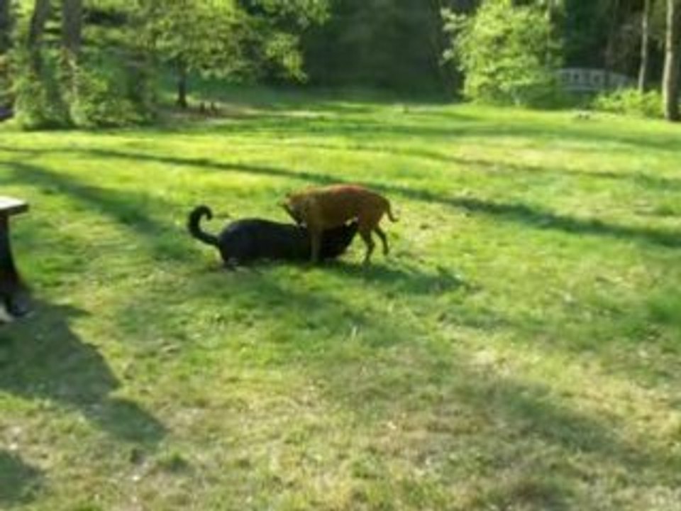 Rottweiler und Boxer bei Spielen