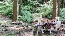 Five playful dogs turn a simple wooden stick into a teamwork challenge during their forest run